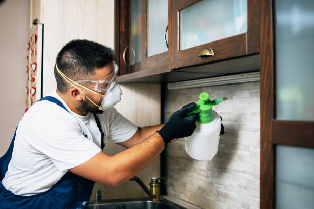 Best Wasp Removal Services  in Lake Park, IA