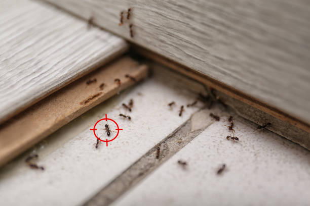 Best Commercial Pest Control Services  in Lake Park, IA