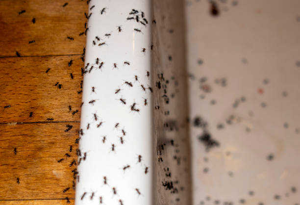 Lake Park, IA Pest Control Company