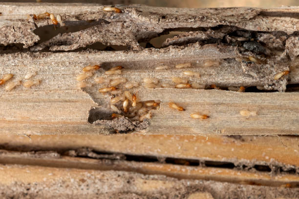 Best Emergency Pest Control  in Lake Park, IA